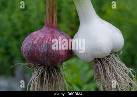 Due diverse varietà di raccolti di fresco aglio che mostra un sano sistema di radice Foto Stock