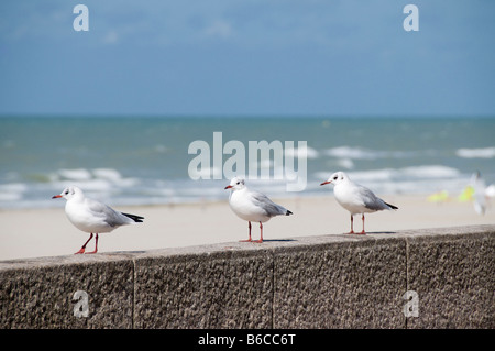 3 Gabbiani in piedi in fila, Berck, Pas de Calais, Francia Foto Stock