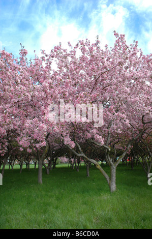 Rosa fiori di fioritura in Ottawa, Ontario, Canada. Foto Stock