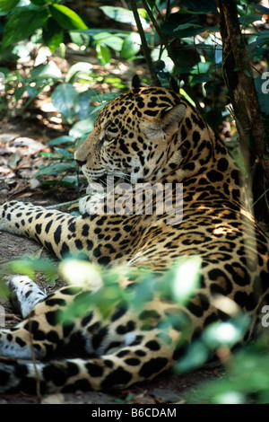 Profilo della Jaguar (Panthera onca) che stabilisce nel mezzo di fogliame al Belize Zoo. Foto Stock