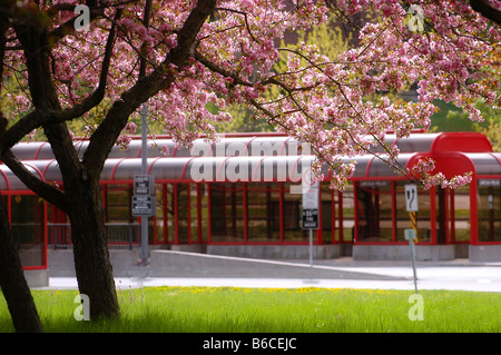 Transitway pubblica di rosa fiori di fioritura in Ottawa, Ontario, Canada. Foto Stock