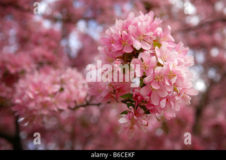 Rosa fiori di fioritura in Ottawa, Ontario, Canada. Foto Stock