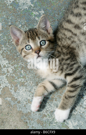 Close-up di gattino sdraiato sul pavimento Foto Stock
