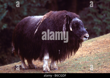 Musk Ox (Ovibos moschatus) Foto Stock