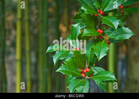 Close up Natale verde holly foglie e bacche rosse vicino a holly tree ilex sp. filiale all'aperto in inverno con spazio di copia Foto Stock