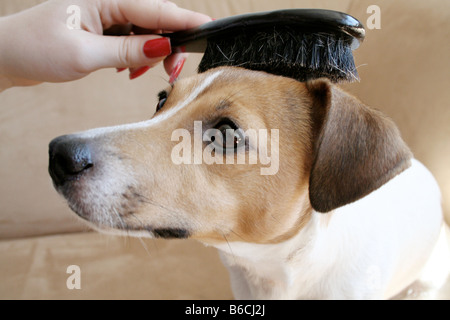 La donna la spazzolatura del cane per capelli Foto Stock