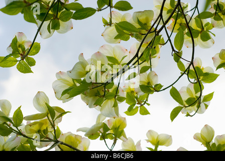 Una vista ravvicinata attraverso un pacifico Sanguinello Cornus Nauttallii albero in piena fioritura Foto Stock