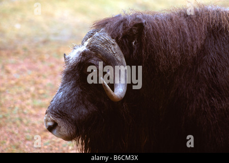 Musk Ox (Ovibos moschatus) Foto Stock