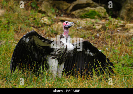 Falda-di fronte vulture (Torgos tracheliotos) ali spiegate nel campo Foto Stock