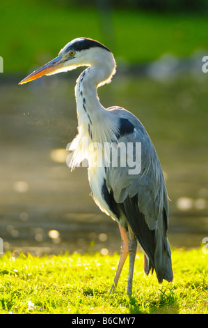 Close-up di airone cinerino (Ardea cinerea) nel campo Foto Stock