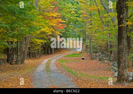 Strada di ghiaia sotto colorati alberi autunnali Foto Stock