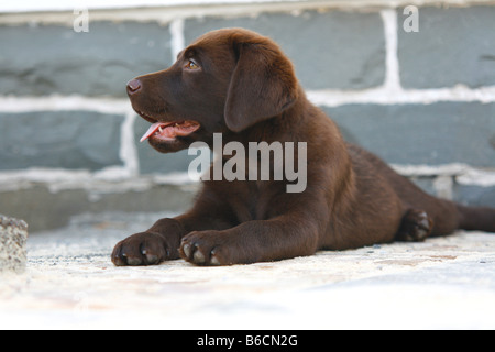 Close-up di cucciolo di Labrador sdraiato sul pavimento Foto Stock