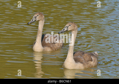 Due cigni (Cygnus olor) galleggiante sull'acqua Foto Stock