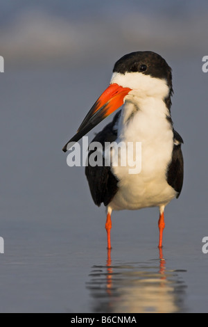 Close-up di nero (Skimmer Rynchops niger) in piedi in acqua Foto Stock