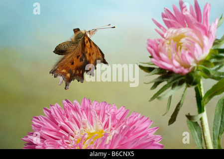 Close-up di virgola (Polygonia c-album) farfalla sorvolano fiore Foto Stock