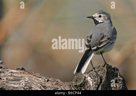 Close-up di White Wagtail (Motacilla alba) appollaiate sul ramo Foto Stock