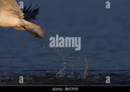 Ridendo Gabbiano (Leucophaeus atricilla) in volo Foto Stock