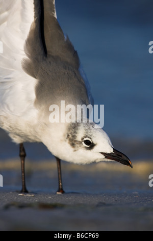 Close-up di ridere gabbiano (Leucophaeus atricilla) sulla spiaggia Foto Stock