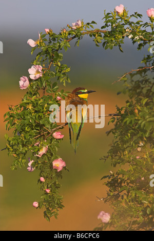 Unione Gruccione (Merops apiaster) appollaiate su stelo Foto Stock