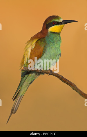 Close-up di unione Gruccione (Merops apiaster) appollaiate su stelo Foto Stock