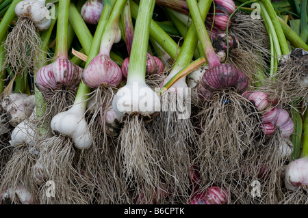 Un raccolto orto di due diverse varietà di raccolti di fresco aglio Foto Stock