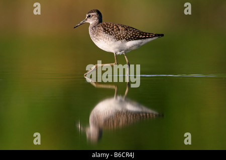 Close-up di legno Sandpiper (Tringa glareola) passeggiate in acqua Foto Stock