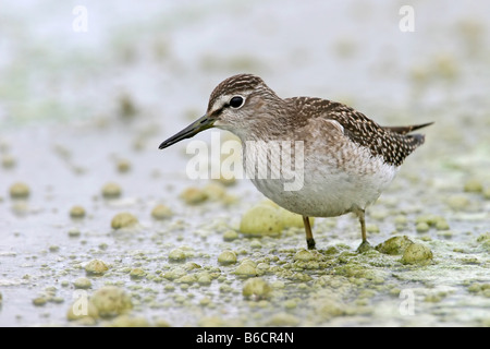 Close-up di legno Sandpiper (Tringa glareola) in piedi a riva Foto Stock