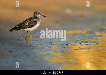 Close-up di legno Sandpiper (Tringa glareola) in piedi a riva Foto Stock