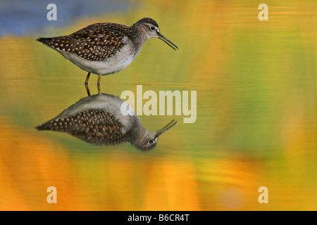 Close-up di legno Sandpiper (Tringa glareola) in piedi in acqua Foto Stock