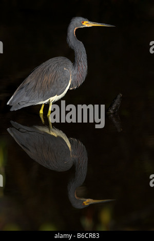 Airone tricolore (Egretta tricolore) in piedi in acqua Foto Stock