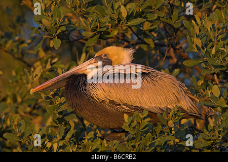 Close-up del pellicano bruno (Pelecanus occidentalis) sulla sommità della struttura Foto Stock