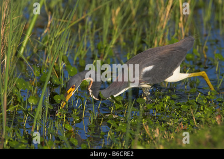 Close-up del tricolore Heron (Egretta tricolore) rovistando nel campo Foto Stock