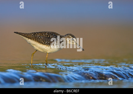 Close-up di legno Sandpiper (Tringa glareola) passeggiate in acqua Foto Stock