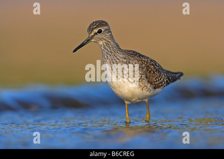 Close-up di legno Sandpiper (Tringa glareola) in piedi in acqua Foto Stock