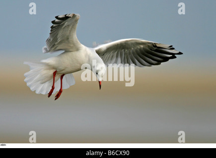 Close-up di gabbiano in volo Foto Stock