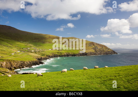 L'Irlanda, la penisola di Dingle, Slea Head Foto Stock