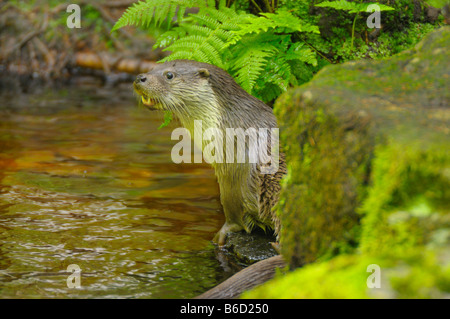 Lontra europea (Lutra lutra) al Riverside Foto Stock