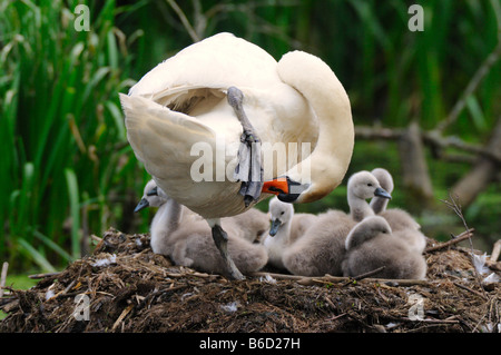 Cigno (Cygnus olor) con la sua cygnets nel nido Foto Stock