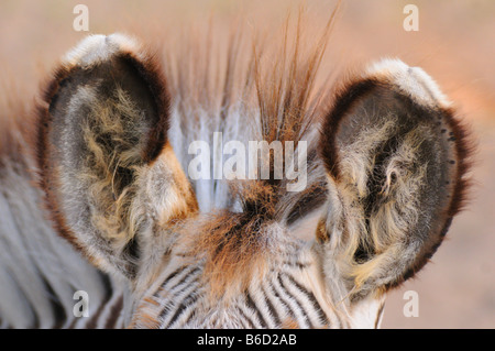 Close-up di orecchie di Burchell's zebra (Equus quagga quagga) Foto Stock
