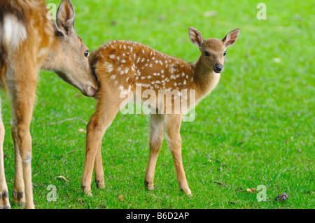 Sika cervo (Cervus nippon) leccare la sua capretta Foto Stock