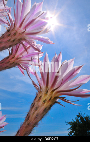 Close-up di scarlatto fiori di cactus, Stiria, Austria Foto Stock