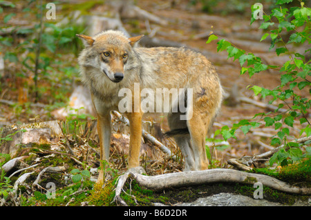 Lupo (Canis lupus) in piedi nel campo Foto Stock