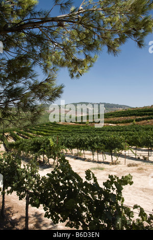 Vigneti ZEFAT Galilea superiore ISRAELE Foto Stock