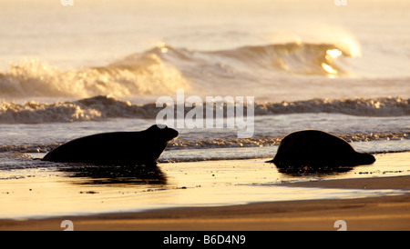 Guarnizione grigia Halichoerus grypus tori su shorline presso sunrise Donna Nook Lincolnshire Foto Stock