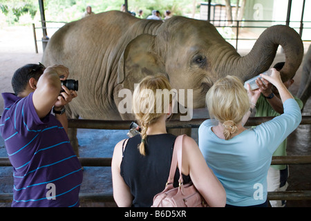 I turisti di alimentazione di un vitello di elefanti a Pinnawela elefante orfanotrofio Foto Stock