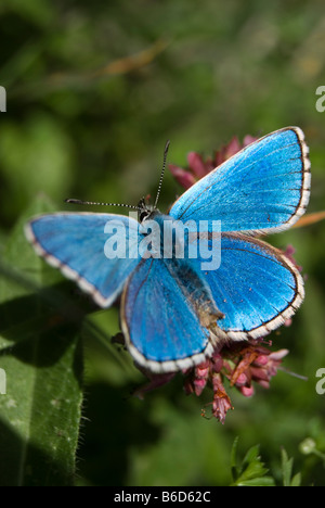 Adonis blue butterfly, Polyommatus bellargus Foto Stock