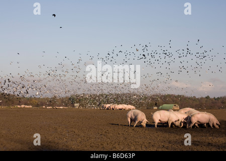 Allevamento di suini Foto Stock