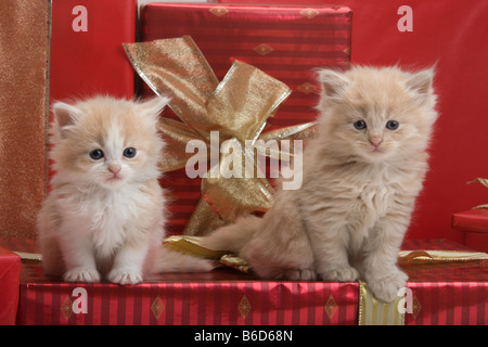 Tre 6 settimane vecchio capelli lunghi di zenzero bianco i cuccioli con i regali di Natale Foto Stock