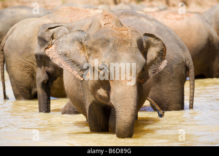 Un branco di elefanti in piedi in un poco profondo fiume vicino all'Orfanotrofio degli Elefanti di Pinnawela nello Sri Lanka Foto Stock