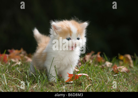 Solo 6 settimane di età dai capelli lunghi di zenzero bianco gattino SULL'ERBA NEL GIARDINO IN AUTUNNO Foto Stock